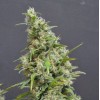 Northern Lights Auto